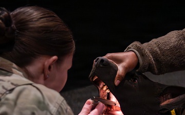 Fairchild AFB enhances medical readiness with K-9 Tactical Combat Casualty Care