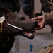 Fairchild AFB enhances medical readiness with K-9 Tactical Combat Casualty Care