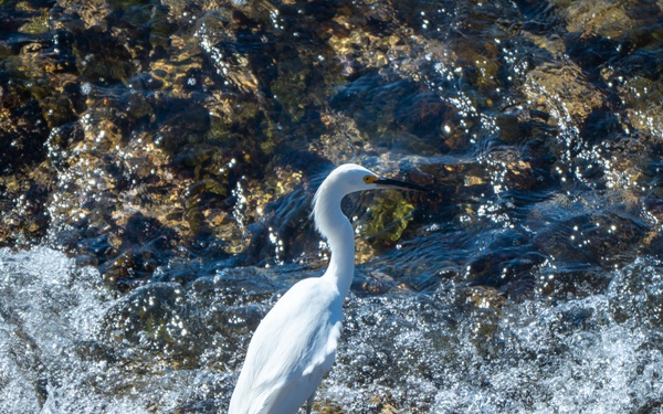 Vandenberg Conducts Pinniped Survey