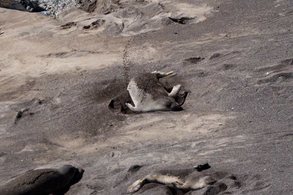 Vandenberg Conducts Pinniped Survey