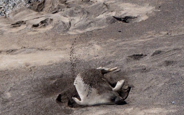 Vandenberg Conducts Pinniped Survey