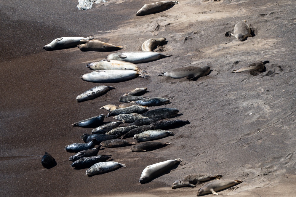 Vandenberg Conducts Pinniped Survey