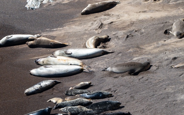 Vandenberg Conducts Pinniped Survey