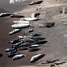 Vandenberg Conducts Pinniped Survey