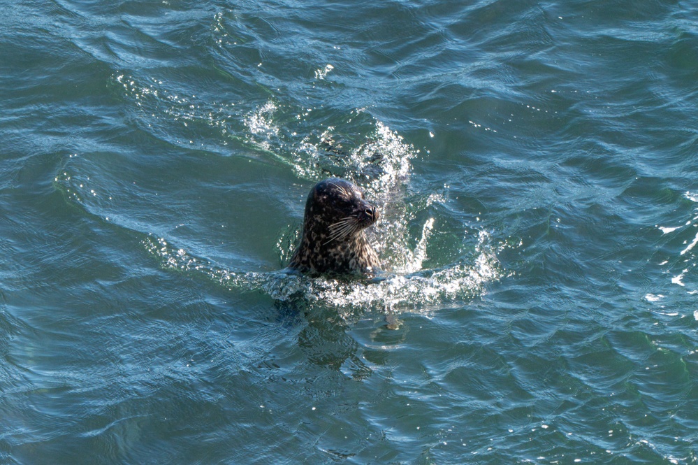Vandenberg Conducts Pinniped Survey