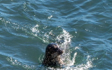 Vandenberg Conducts Pinniped Survey