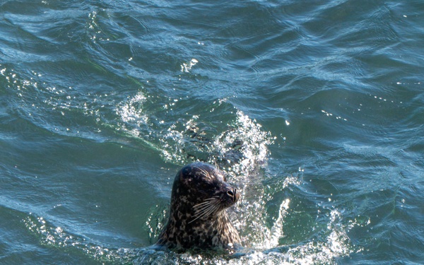 Vandenberg Conducts Pinniped Survey