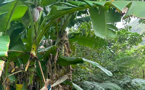 Hawaii Military &amp; Civilians Give Back to Ko'olau Foundation