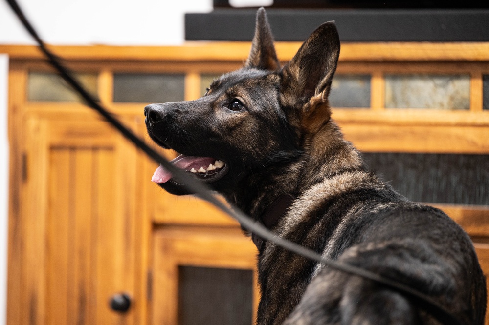Malmstrom MWD team trains detection with MT Highway Patrol K-9 unit