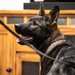 Malmstrom MWD team trains detection with MT Highway Patrol K-9 unit