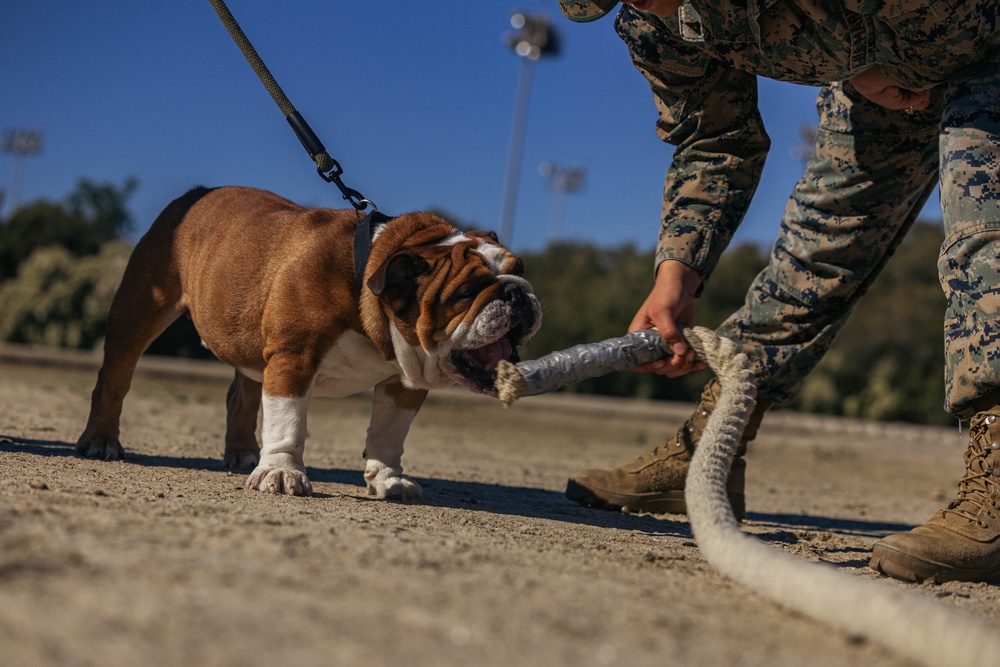 MCRD San Diego Headquarters and Service Battalion Atlas Games