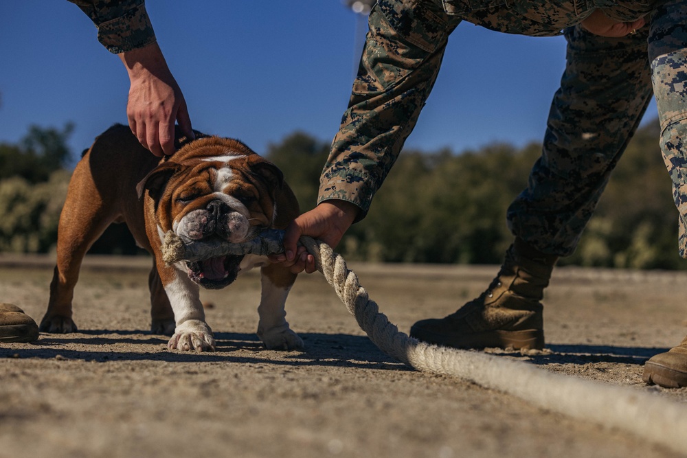 MCRD San Diego Headquarters and Service Battalion Atlas Games