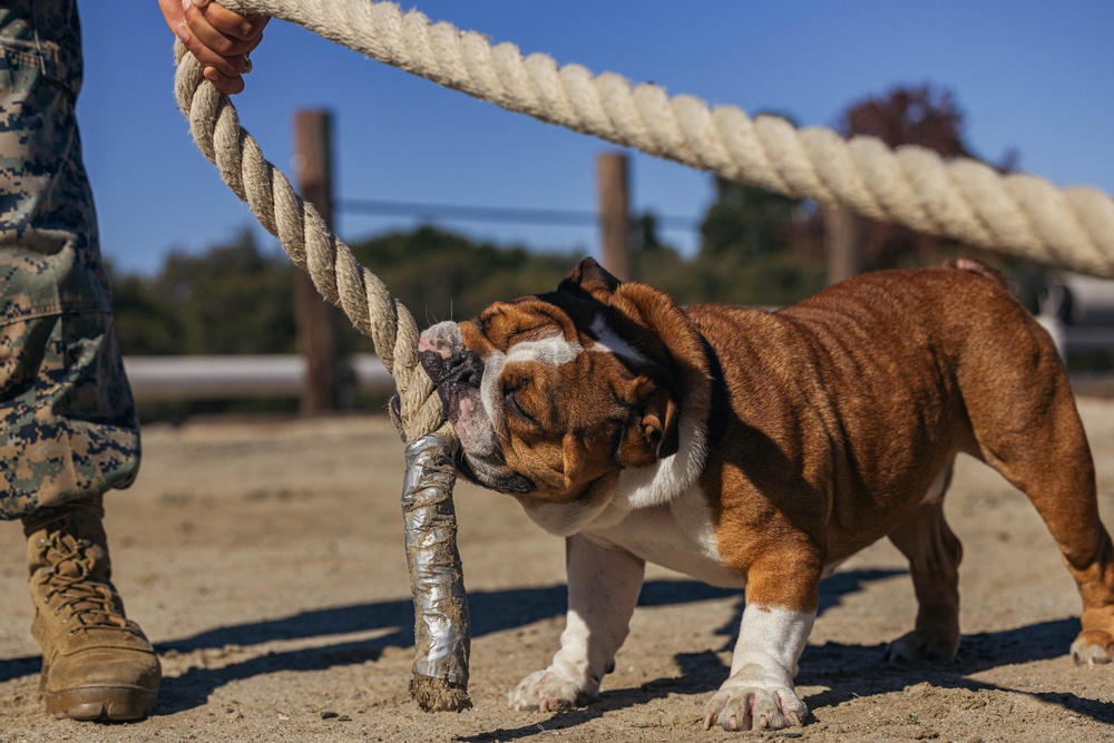 MCRD San Diego Headquarters and Service Battalion Atlas Games