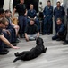 Expeditionary Facility Dog Visits Wayne E. Meyer Sailors