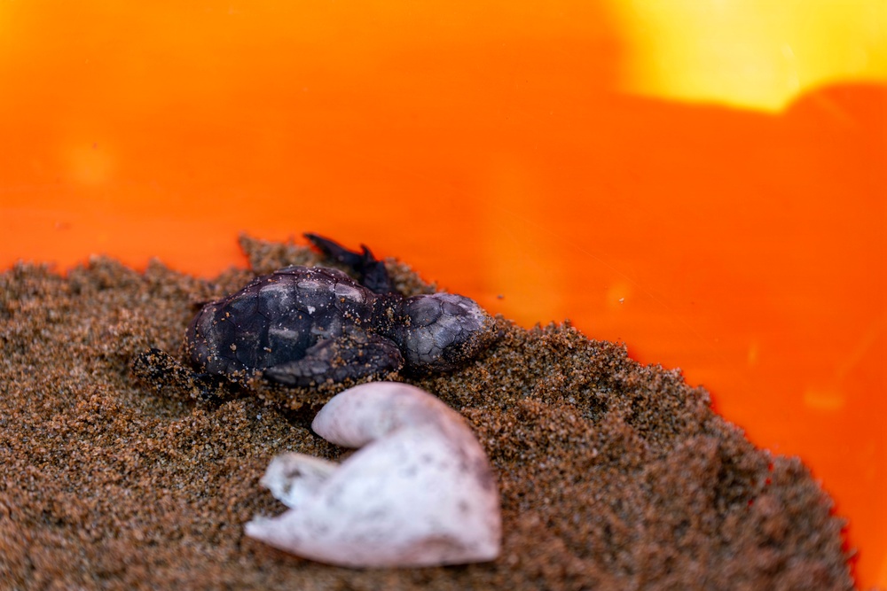 NSA Souda Bay Sea Turtle Community Relations Event