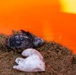 NSA Souda Bay Sea Turtle Community Relations Event