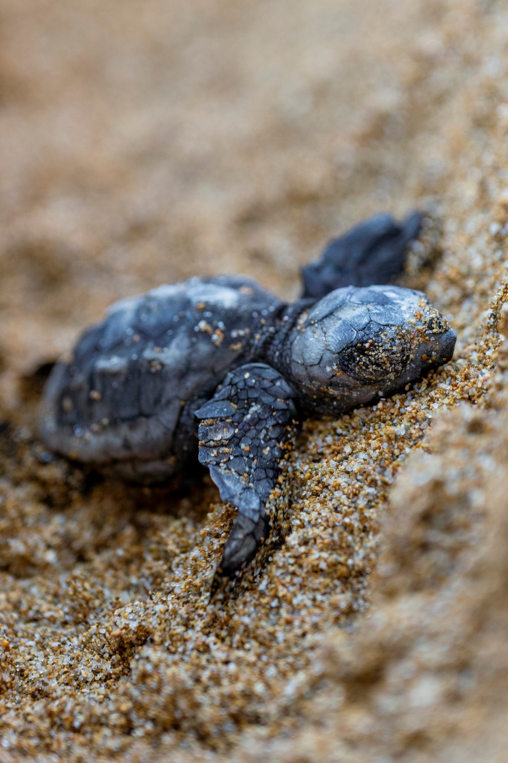 NSA Souda Bay Sea Turtle Community Relations Event