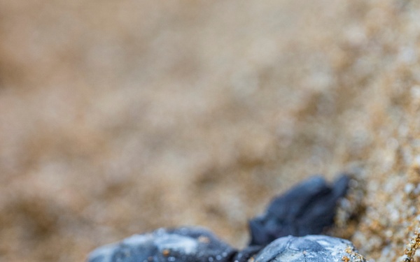 NSA Souda Bay Sea Turtle Community Relations Event