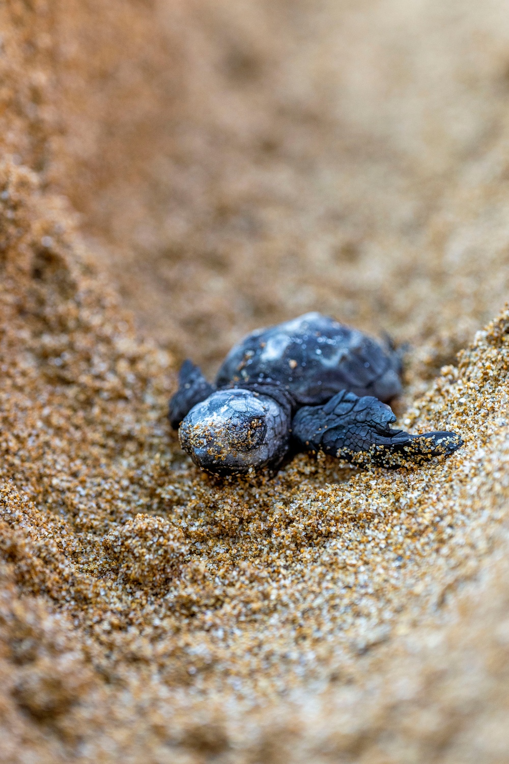 NSA Souda Bay Sea Turtle Community Relations Event