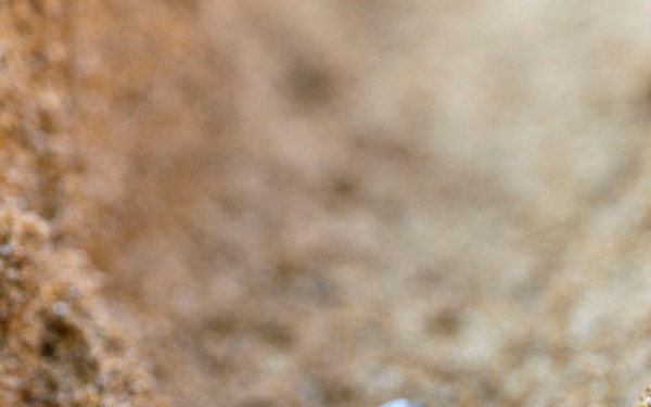 NSA Souda Bay Sea Turtle Community Relations Event