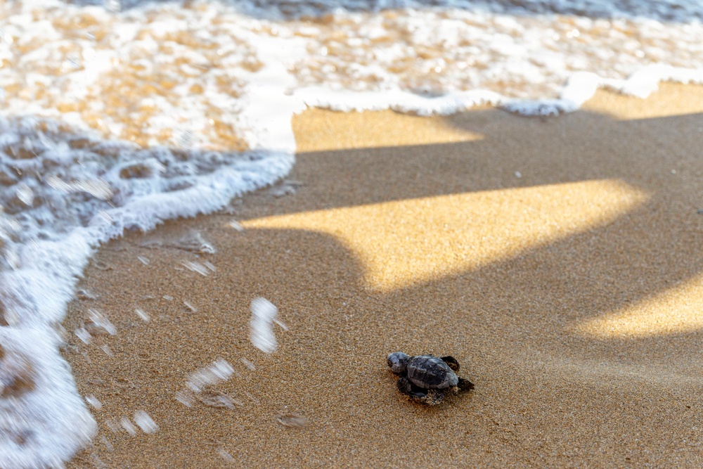 NSA Souda Bay Sea Turtle Community Relations Event