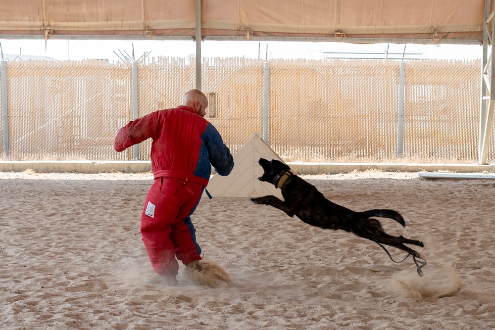 K9 Demonstration Battlefield Circulation