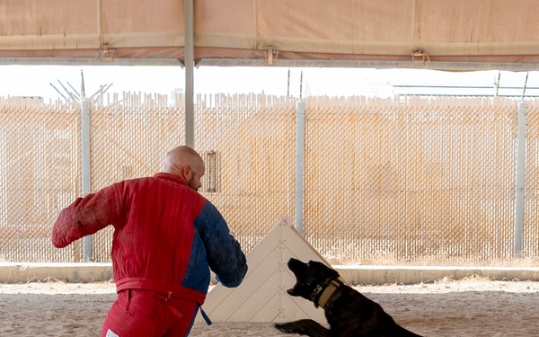 K9 Demonstration Battlefield Circulation