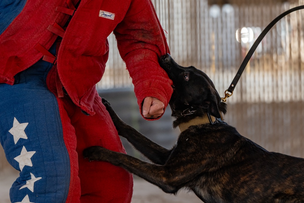 K9 Demonstration Battlefield Circulation