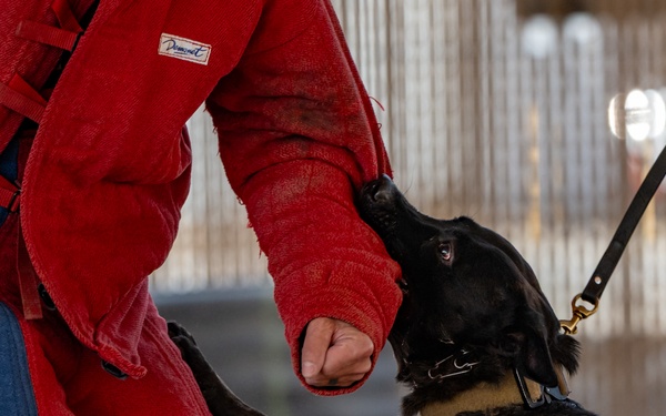 K9 Demonstration Battlefield Circulation