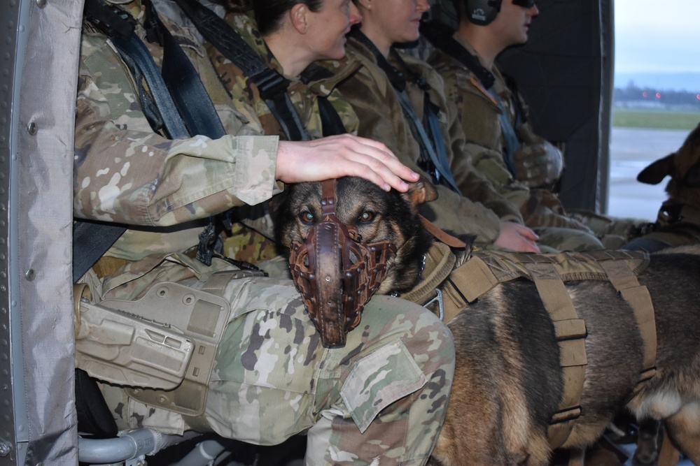 Helicopter MEDEVAC Training enhances military working dogs' readiness