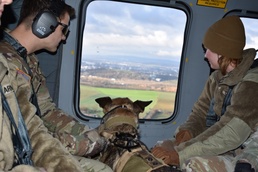 Helicopter MEDEVAC Training enhances military working dogs' readiness