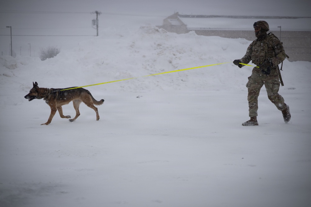 10th Mountain Division K9TCCC: Training Tough Dogs and Tougher Teams