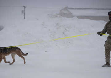10th Mountain Division K9TCCC: Training Tough Dogs and Tougher Teams