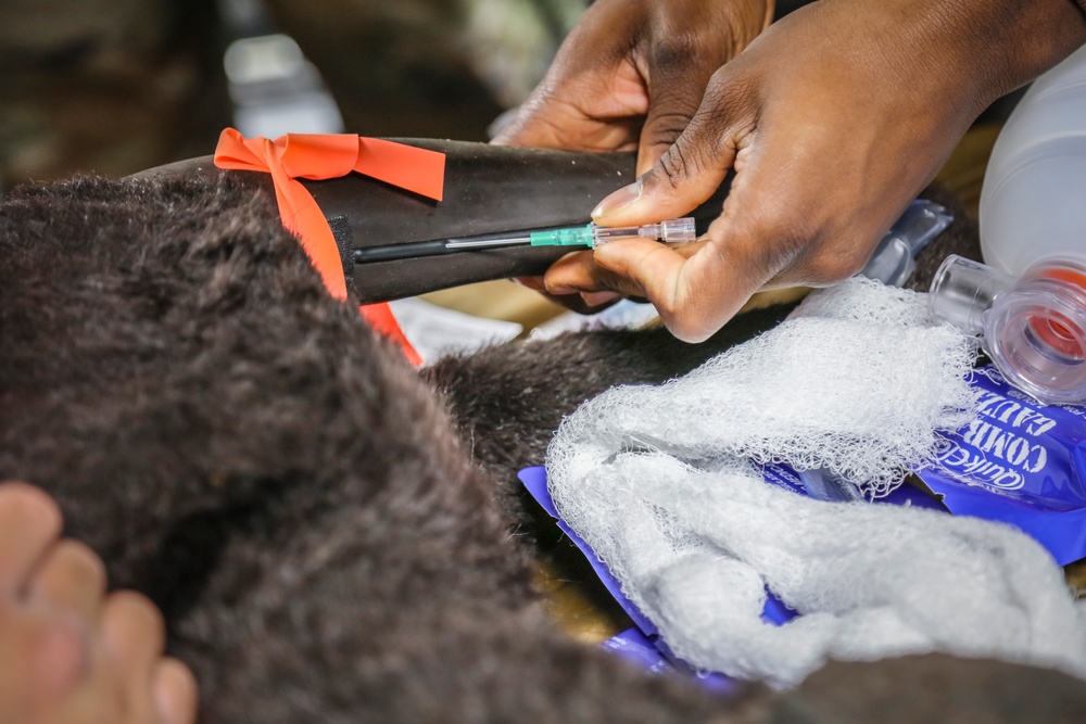 BACH Education &amp;amp; Staff Development trains Soldiers in K9 TCCC