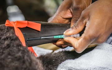 BACH Education &amp;amp; Staff Development trains Soldiers in K9 TCCC