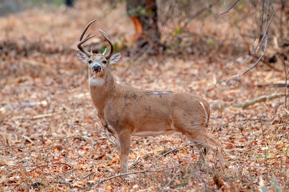 Fort Sill Habitat Restoration Cuts Wildfire Risk, Grows New Opportunities for Hunters