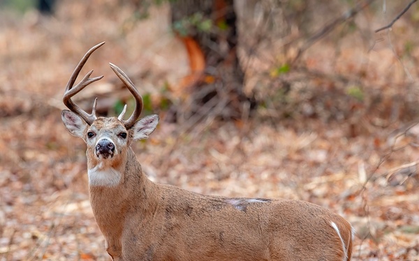 Fort Sill Habitat Restoration Cuts Wildfire Risk, Grows New Opportunities for Hunters