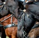 1st Cavalry Division Horse Cavalry Detachment performs ceremonial charge