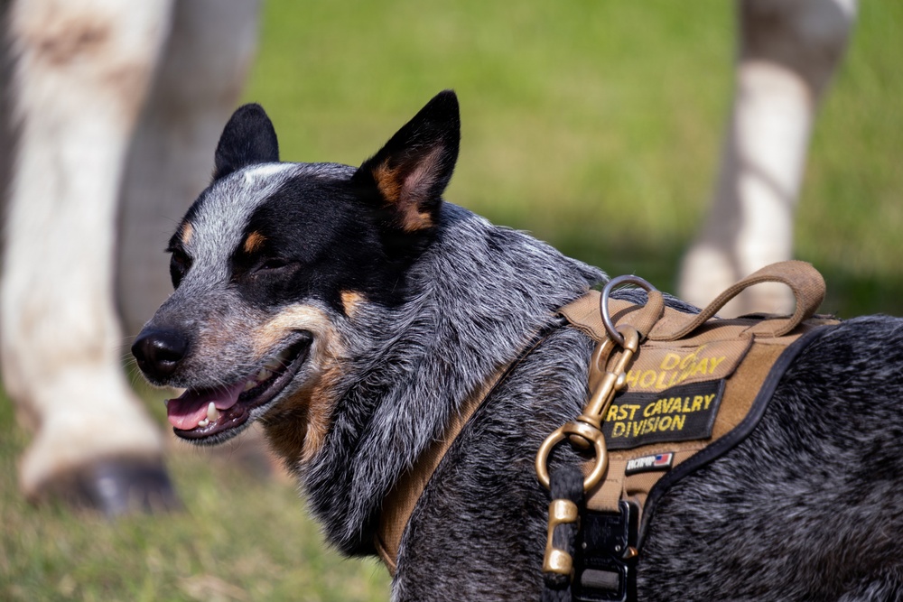 1st Cavalry Division Horse Cavalry Detachment performs ceremonial charge