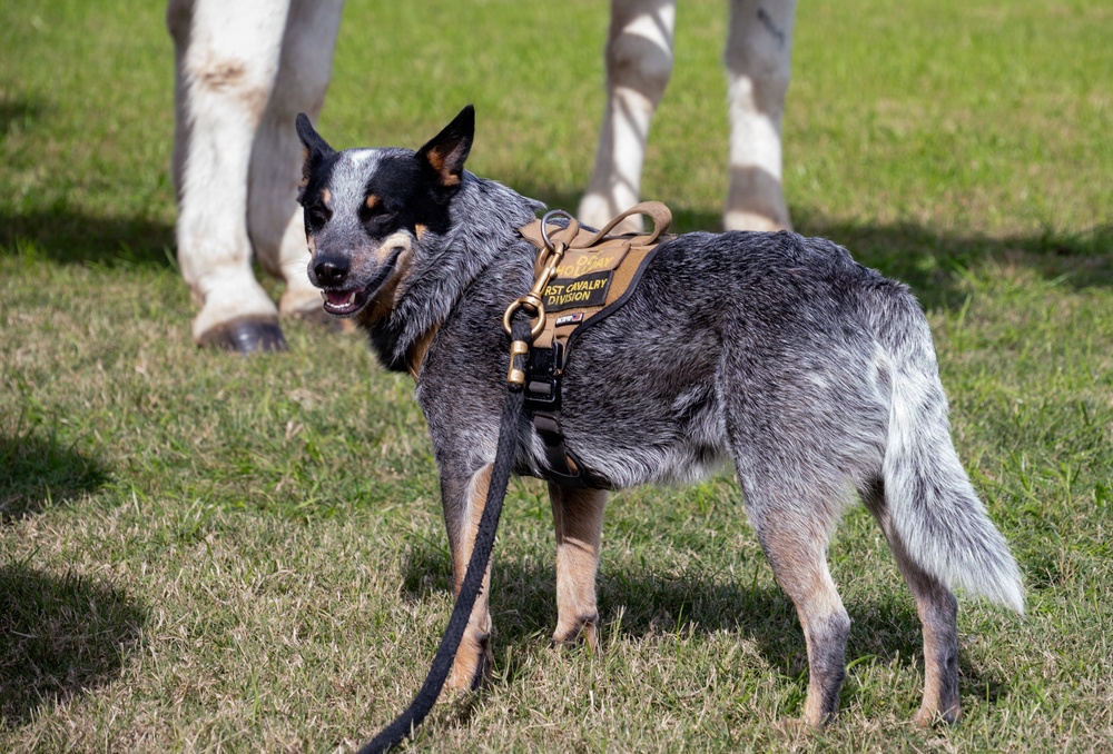 1st Cavalry Division Horse Cavalry Detachment performs ceremonial charge