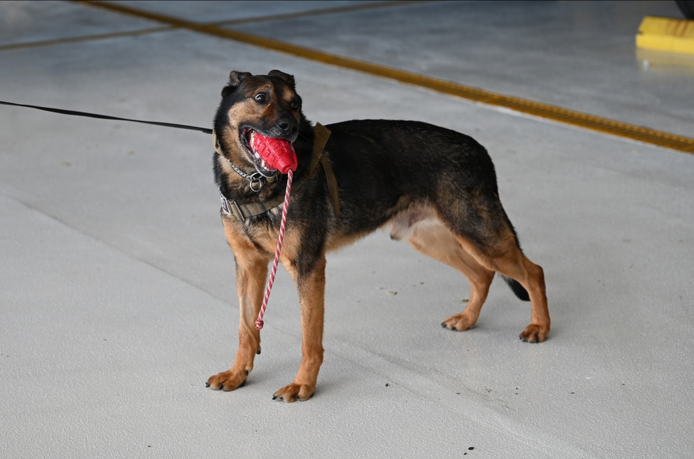 Military working dogs visit Montana Air National Guard Base