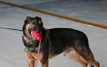 Military working dogs visit Montana Air National Guard Base