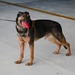 Military working dogs visit Montana Air National Guard Base