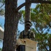 Digging In and Branching Out: Master Arborist Brings Critical Skills to Seabees