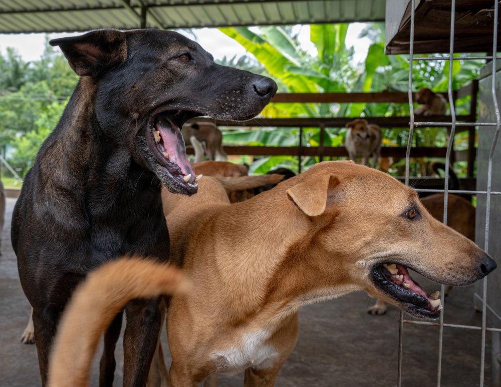 CARAT Brunei 2025: U.S. Sailors provide support at Local Dog Shelter