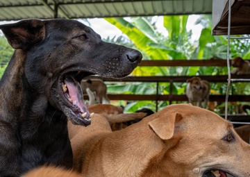 CARAT Brunei 2025: U.S. Sailors provide support at Local Dog Shelter