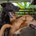 CARAT Brunei 2025: U.S. Sailors provide support at Local Dog Shelter