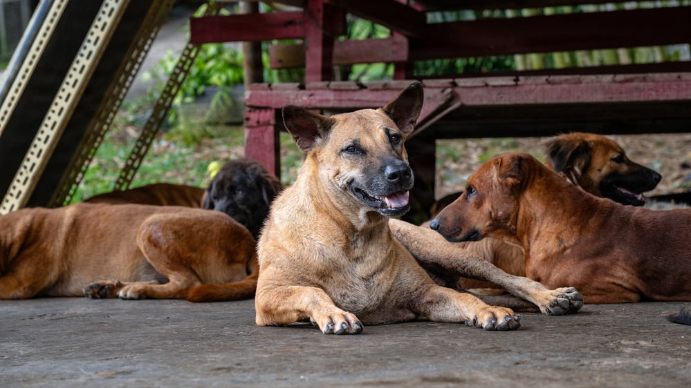 CARAT Brunei 2025: U.S. Sailors provide support at Local Dog Shelter