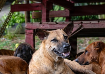 CARAT Brunei 2025: U.S. Sailors provide support at Local Dog Shelter