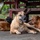 CARAT Brunei 2025: U.S. Sailors provide support at Local Dog Shelter
